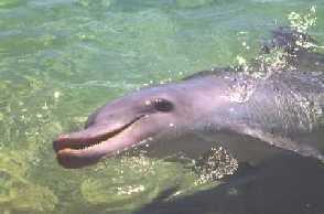 Delfin