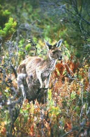 Kangaroo